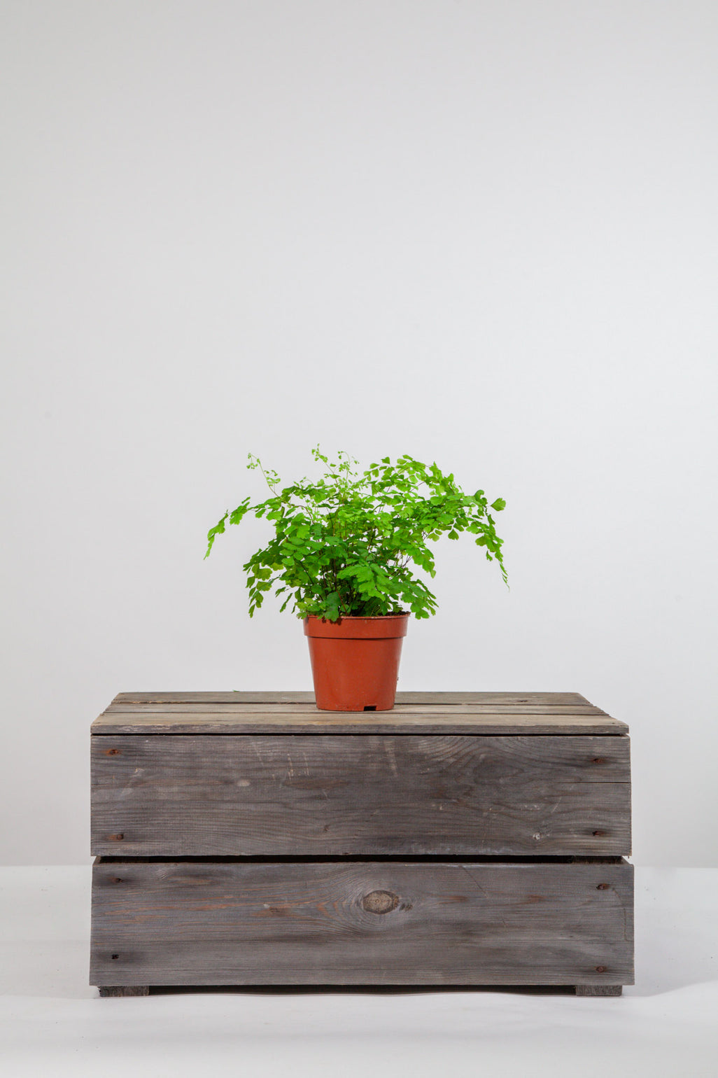 files/IndoorPlants_2-studioShots20.11.2023-276.jpg